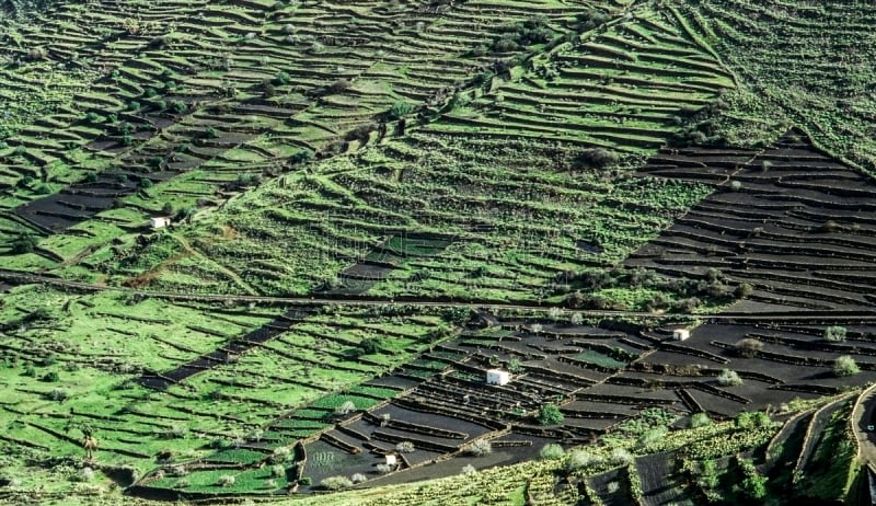 兰萨罗特岛,泥土,火山,田地,黑色背景,timanfaya national park,自然,水平画幅,绿色,景观设计