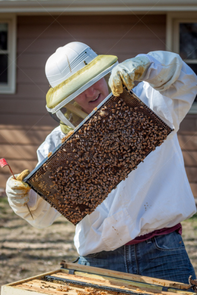 画框,迈迪逊,昆虫群,beekeeper,2014年,威斯康星,蜂蜡,垂直画幅,气候,形状
