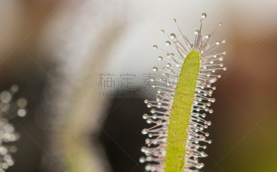 特写,茅膏菜,奥巴,视角,美,水平画幅,开普敦,沼泽,室内植物,两翼昆虫