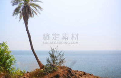 高处,热带气候,山,绿色,海洋,寂寞,棕榈树,戈卡尔那,果阿,水