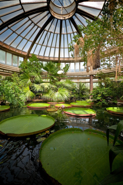 植物园,自然,垂直画幅,水,水生植物,睡莲,建筑,无人,园艺,巨大的