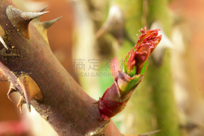 自然,水平画幅,无人,荆棘,布得,植物茎,植物,肉质植物,枝,粉色