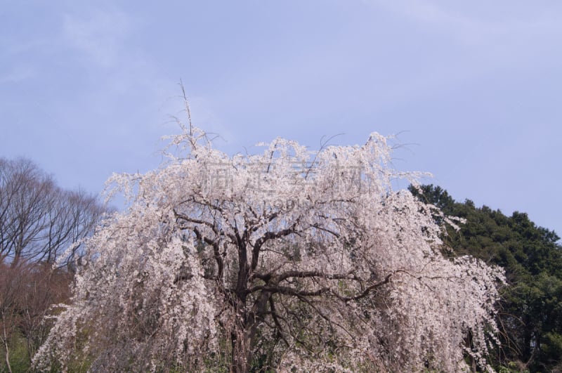 垂枝樱花,自然,天空,水平画幅,地形,樱花,无人,户外,春天,植物