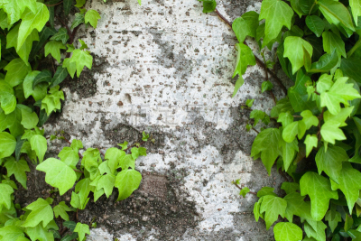 Big tree & ivy　