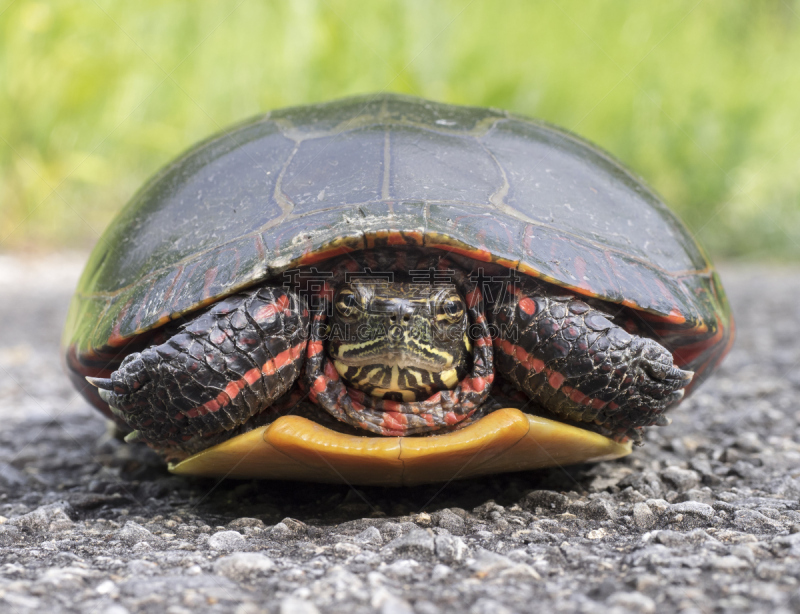 painted turtle,特写,海龟,水平画幅,贝壳,两栖纲,摄影,隐藏,保护