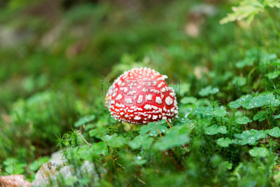 红色,毒蝇菇,伞形毒菌,植物叶柄,褐色,水平画幅,无人,户外,生物学,草