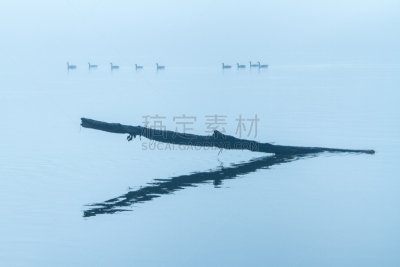 河流,雾,宁静,水,灵性,水平画幅,无人,鸟类,早晨,野外动物