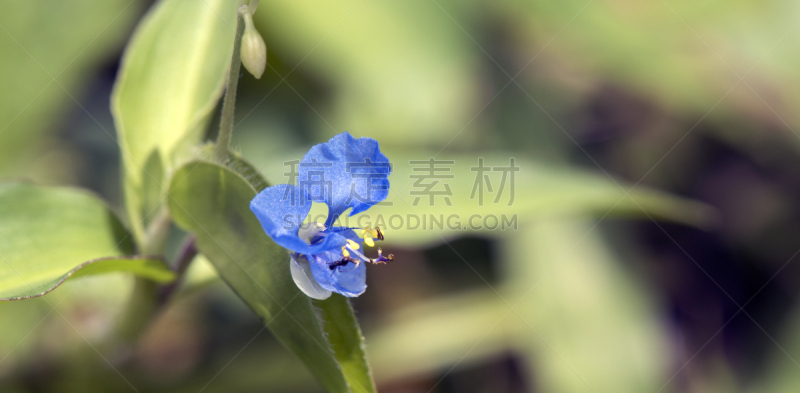 绿色背景,鸭跖草,水平画幅,能源,无人,纯净,完美,生态多样性,植物,园艺