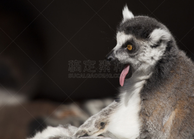 白色,领狐猴,黑色,机敏,水平画幅,符号,黑白斑狐猴,威特农业研究学会,户外,狐猴