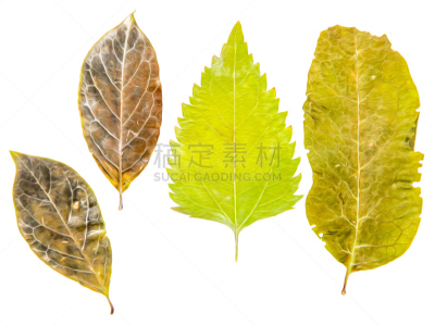 绘画插图,阴影,干的,叶子,绿色,分离着色,食用油,摄影,爆炸,布置