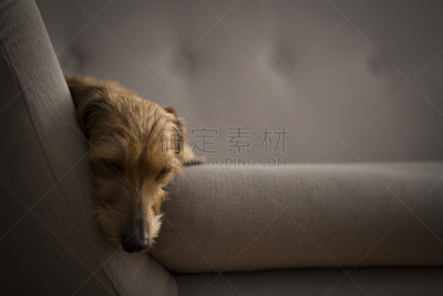 灰色,可爱的,沙发,狗,小的,络腮胡子,褐色,水平画幅,无人,疲劳的