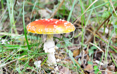 毒蝇菇,自然,水平画幅,秋天,无人,有毒生物体,斑点,蘑菇,草,斑驳的