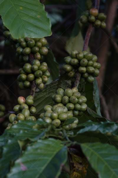 叶子,枝,咖啡豆,农业,熟的,樱桃,色彩鲜艳,色彩饱和,植物,热带树