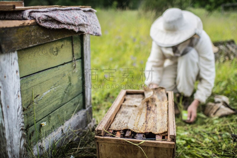 蜜蜂,蜂箱,beekeeper,草地,水平画幅,夏天,户外,蜂蜜,蜂王,过时的