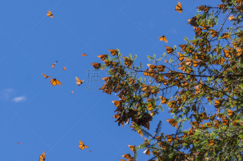 天空,枝,黑脉金斑蝶,蓝色,墨西哥,背景,水平画幅,提举,蝴蝶,无人