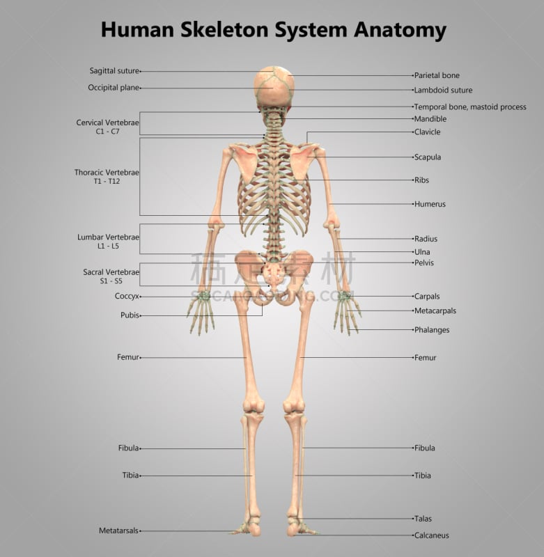 人类骨架,顺序,标签,垂直画幅,身体受伤,替代疗法,辅导讲座,股骨,尺骨