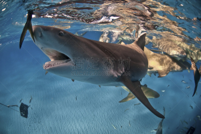 鲨鱼,饥饿的,requiem shark,短吻柠檬鲨,海底,水,野生动物,水平画幅,水下,野外动物