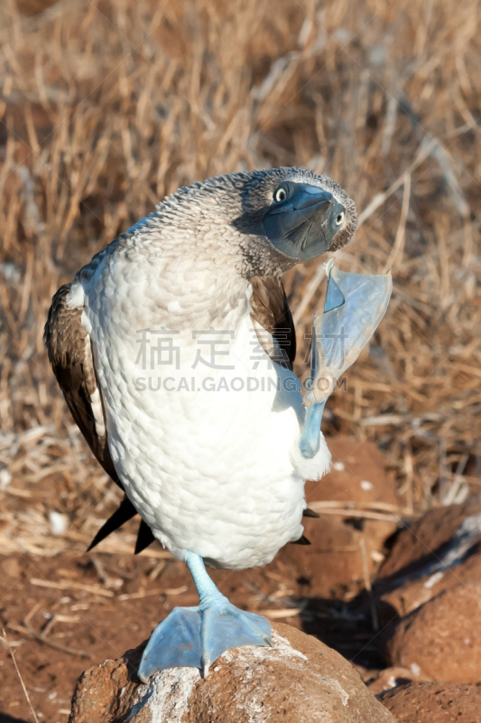 蓝足结巴鸟,加拉帕戈斯群岛,厄瓜多尔,自然,垂直画幅,南美,无人,野外动物,摄影,旅行