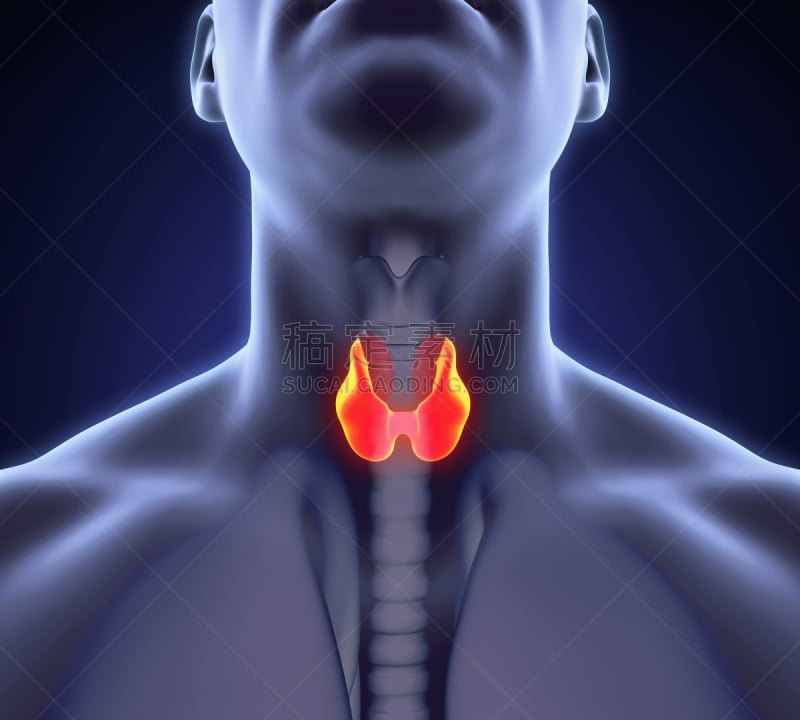 甲状腺,绘画插图,人,喉咙,水平画幅,癌症,科学,计算机制图,计算机图形学