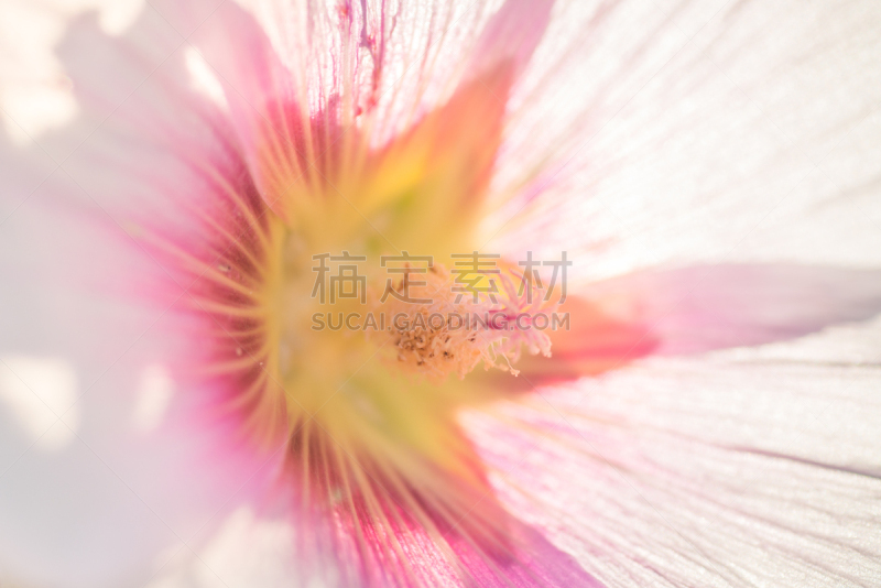 特写,仅一朵花,透明,粉色,美,水平画幅,纹理效果,易接近性,无人,夏天