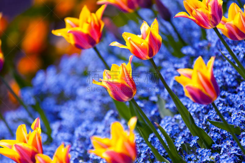 Tulips in garden