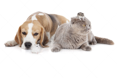 狗,仓鼠,猫,可爱的,风险,纯种犬,背景分离,肖像,坐,关爱