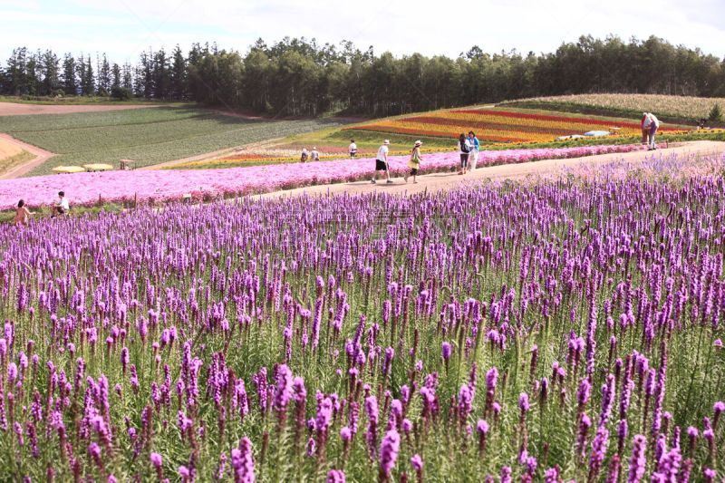 花坛,田地,自然,成一排,水平画幅,景观设计,富良野盆地,无人,日本,夏天