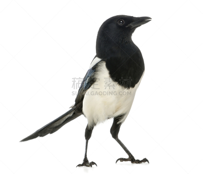 鹊,白色,分离着色,鹭管鱼,喜鹊,野生动物,水平画幅,无人,鸟类,白色背景