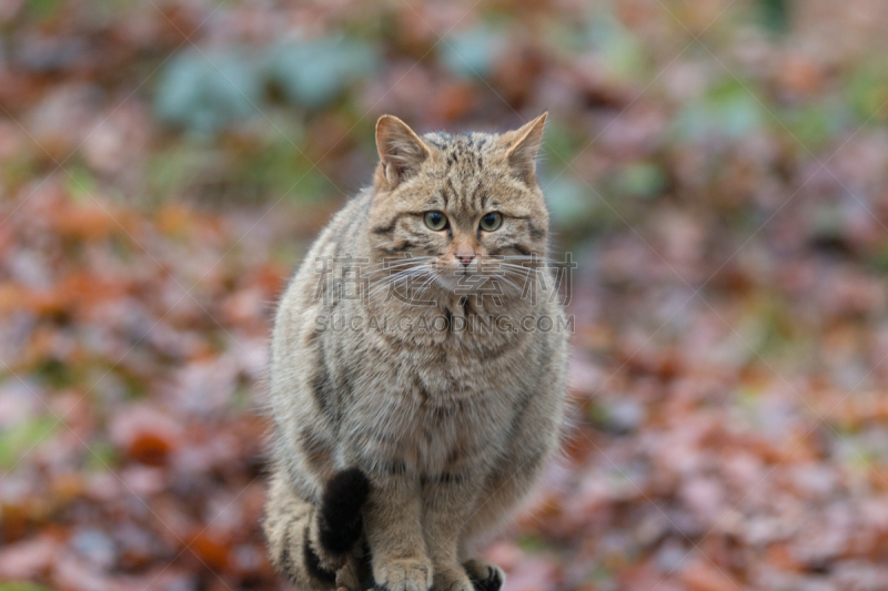 欧洲野猫,水平画幅,苏格兰,野外动物,特写,哺乳纲,看,猫,灌木,一个物体