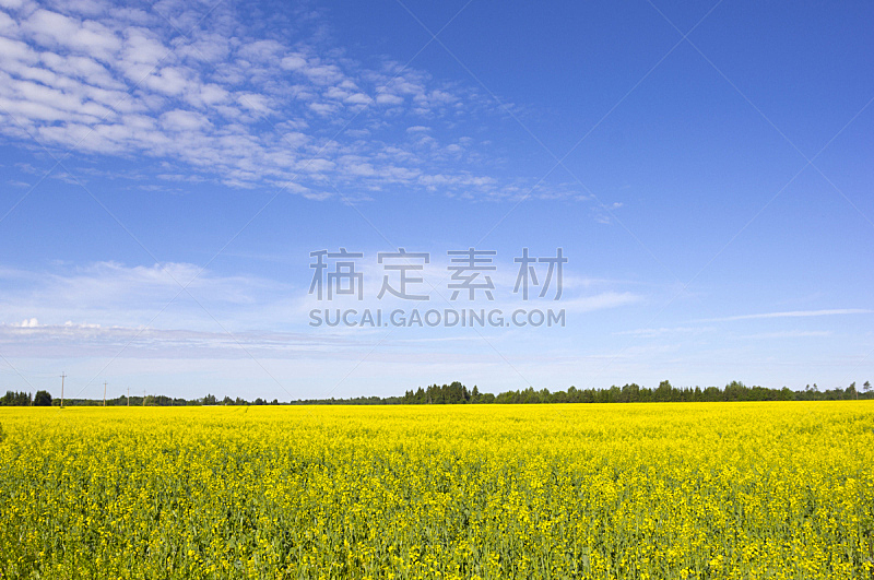 夏天,田地,地形,油菜花,黄色,天空,水平画幅,无人,户外,农作物