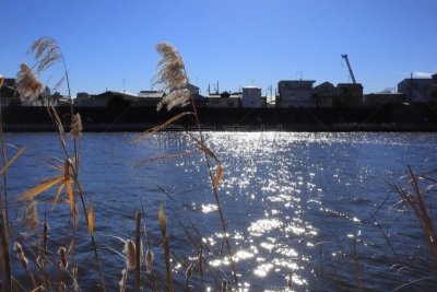 river sumida,日本,风景,寒冷,城市生活,王子地区,风,水面,香蒲,建筑业