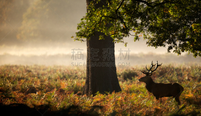 雄鹿,马鹿,水平画幅,驼鹿,早晨,野外动物,动物主题,橡树林地,树林,黎明