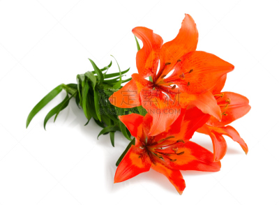 百合花,自然,水平画幅,睡莲,纯净,特写,仅一朵花,新娘,自然美,脆弱