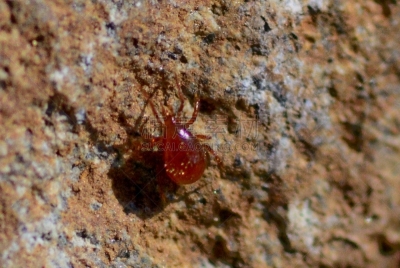 红色,螨,生物学,背景分离,野生动物,环境,蜘蛛纲,甲虫,一只动物,小的