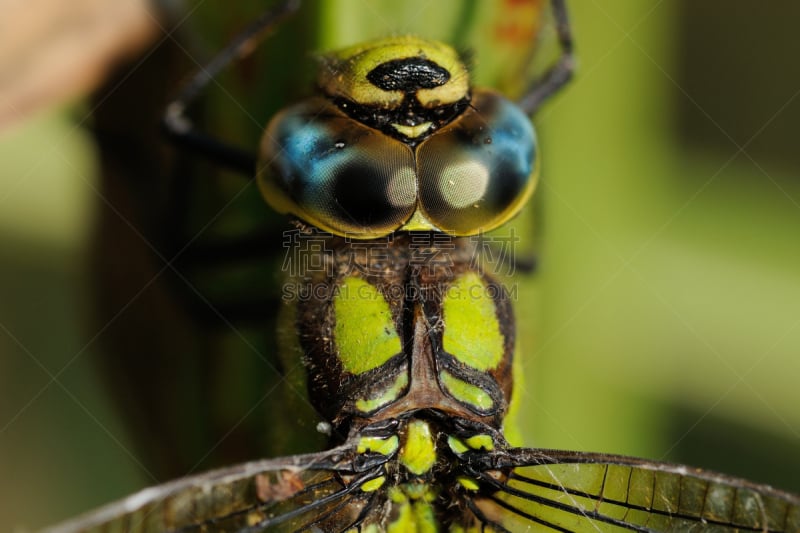 southern hawker dragonfly,雄性动物,个性,复眼,蜻蜓目,豆娘,自然,蜻蜓,水平画幅,动物身体部位