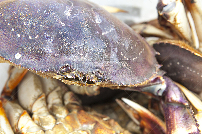 特写,螃蟹,阿拉斯加,丹金尼斯螃蟹,贝壳,海产,紫色,甲壳动物,食品,2015年