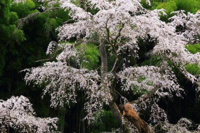 郡山,福岛县,樱之花,城市,水平画幅,无人,梅花,梅子,户外,植物