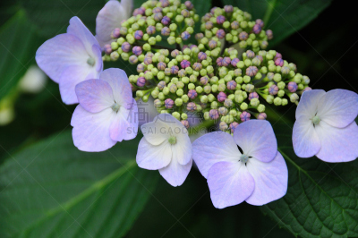 八仙花属,植物,水平画幅,无人,亚洲,东京,日本,关东地区,日野,摄影