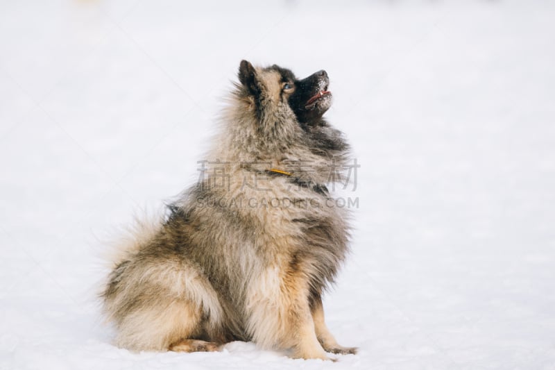 凯斯犬,雪,冬天,狗,幼小动物,季节,公园,水平画幅,进行中,坐