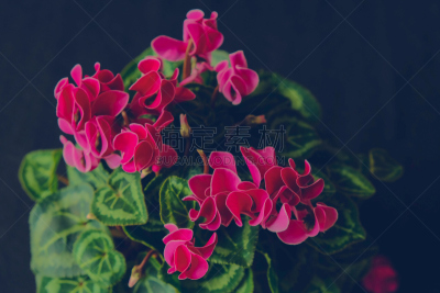 Beautiful Cyclamen Flowers on isolated black background