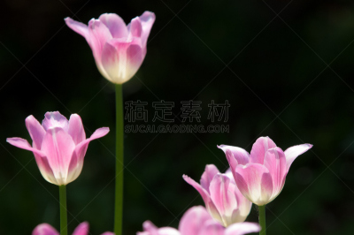郁金香,草地鹨,水平画幅,无人,夏天,明亮,俄罗斯,花束,白色,田地