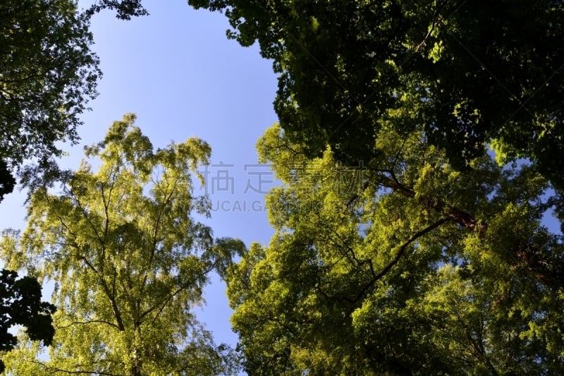 夏天,施潘道,柏林,德国,绿色,天空,美,风,水平画幅,无人