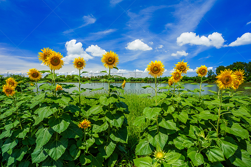 田地,向日葵,天空,水平画幅,无人,夏天,户外,泰国,向日葵籽,彩色图片