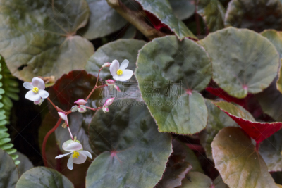 仅一朵花,菜园,肉穗花序,球芽甘蓝,荧光灯,兰花,四肢,水平画幅,动物身体部位,白人