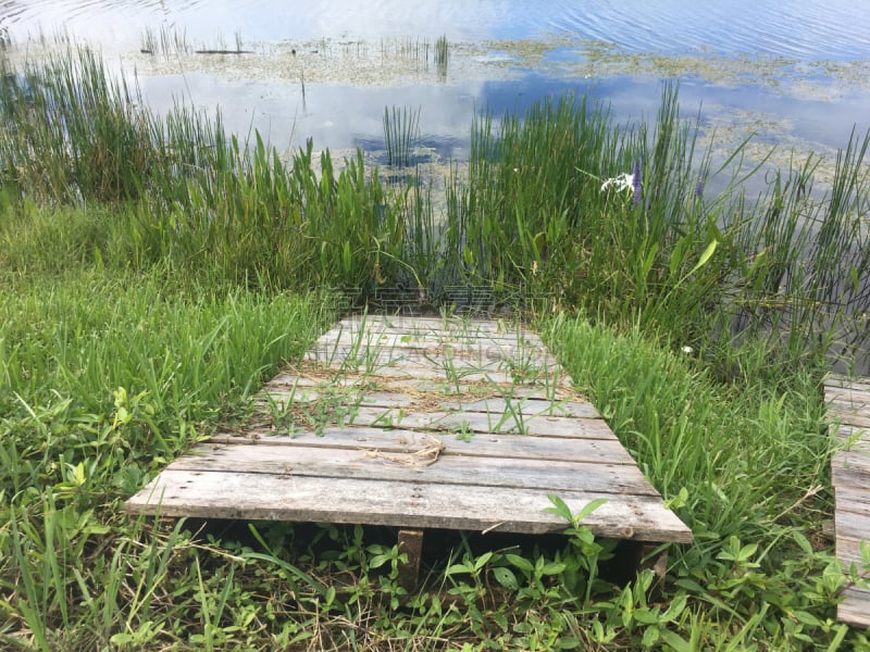 沼泽,河流,海滩,天空,月亮,草原,曙暮光,芦苇,湖,棕榈树