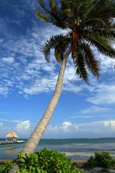 加勒比海地区,阳光海滩,ambergris caye,放松音乐,伯利兹,垂直画幅,无人,夏天,太阳,海滩
