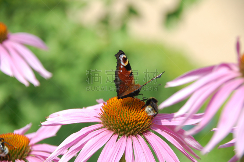 孔雀铗蝶,金花菊,海胆亚目,留白,水平画幅,蝴蝶,无人,翅膀,特写,仅一朵花