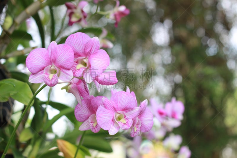 兰花,粉色,背景,仅一朵花,菜园,美,水平画幅,无人,古典式,夏天