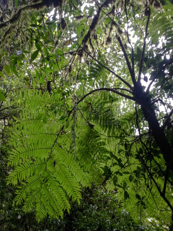 雨林,哥斯达黎加,垂直画幅,枝繁叶茂,无人,热带雨林,户外,植物,雨,热带气候