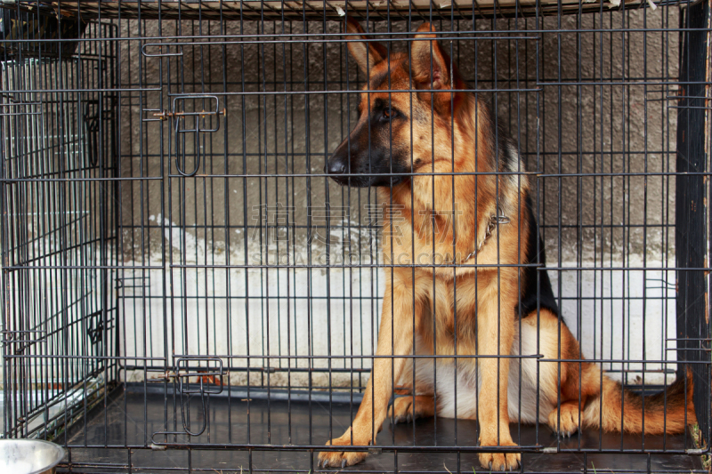 德国牧羊犬,狗,纯种犬,衣领,骄纵宠物,牧羊人,笼子,链,褐色,水平画幅